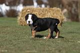 GRAND BOUVIER SUISSE 040
